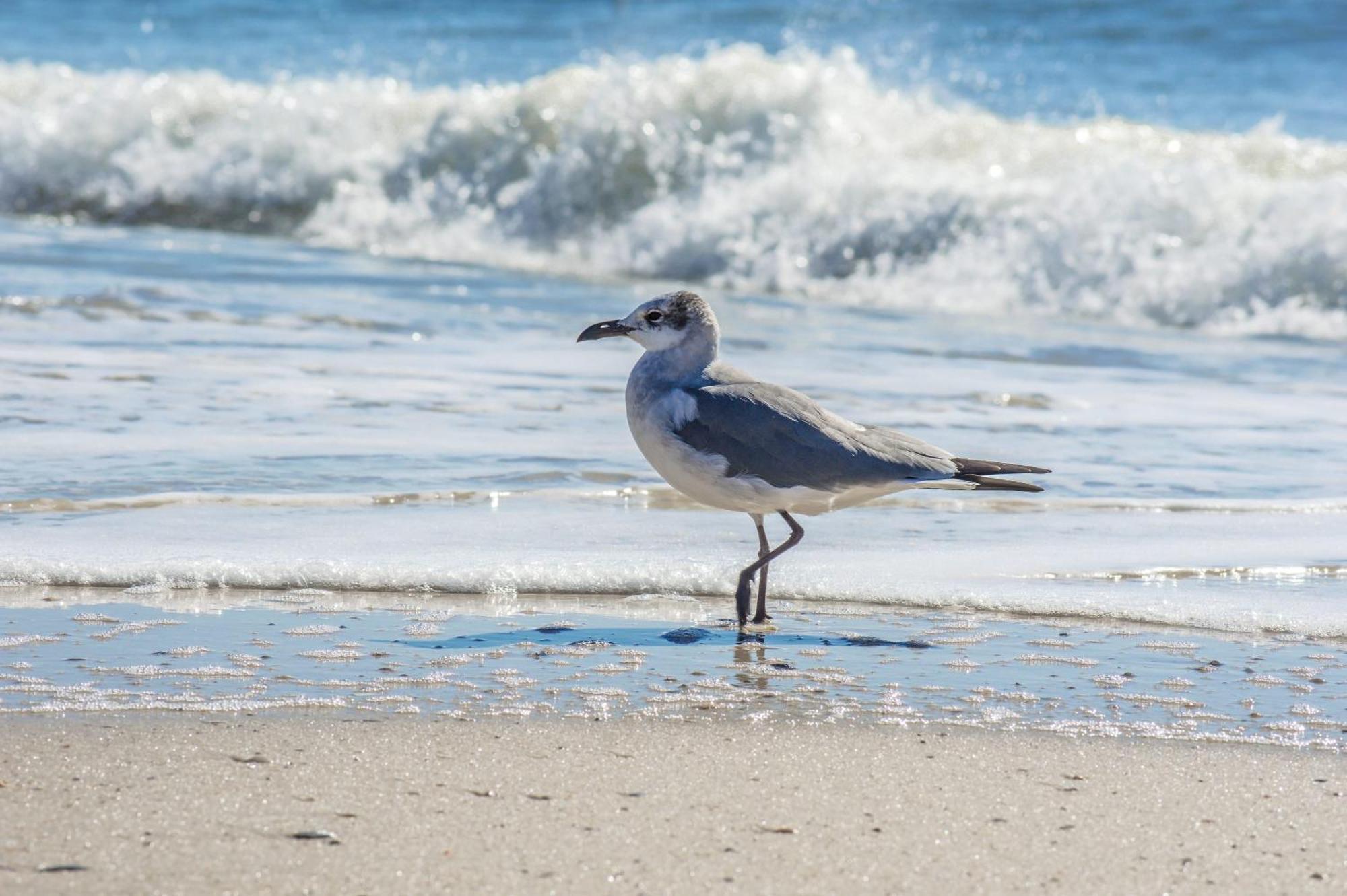 Super Cute With Deeded Beach Access Gulf Shores Esterno foto
